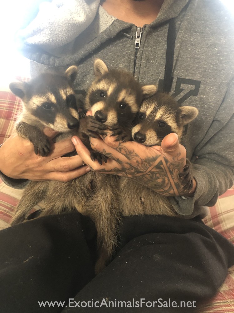 Raccoon Kits for Sale
