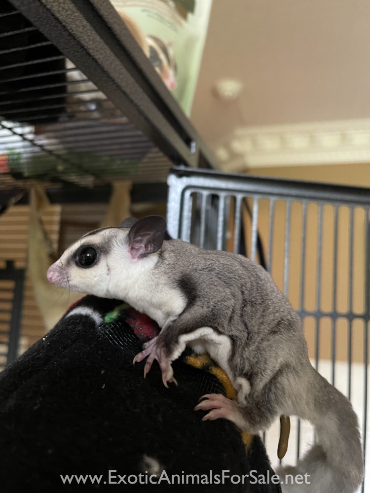 Sugar gliders for Sale