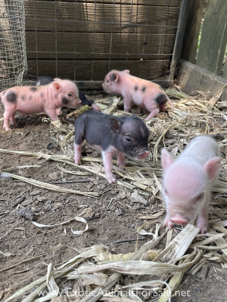 Mini pot belly pigs for Sale