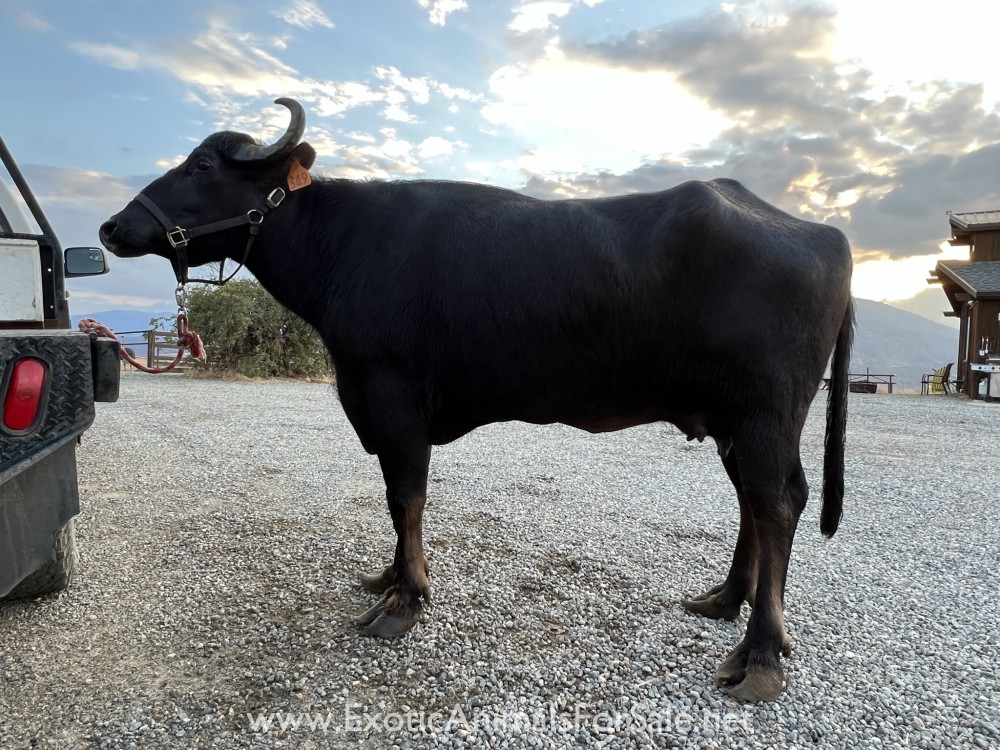 (SOLD)Milking water buffalo for Sale