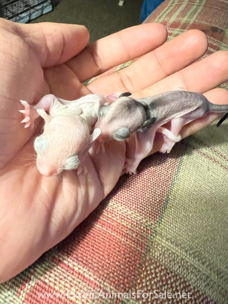 Sugar Glider Joeys for Sale
