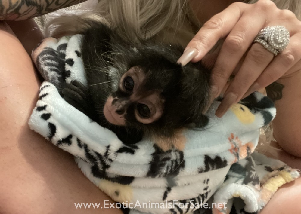 Spider Monkey for Sale