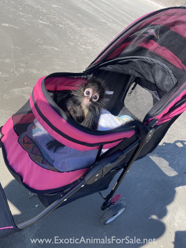 Spider monkey for Sale