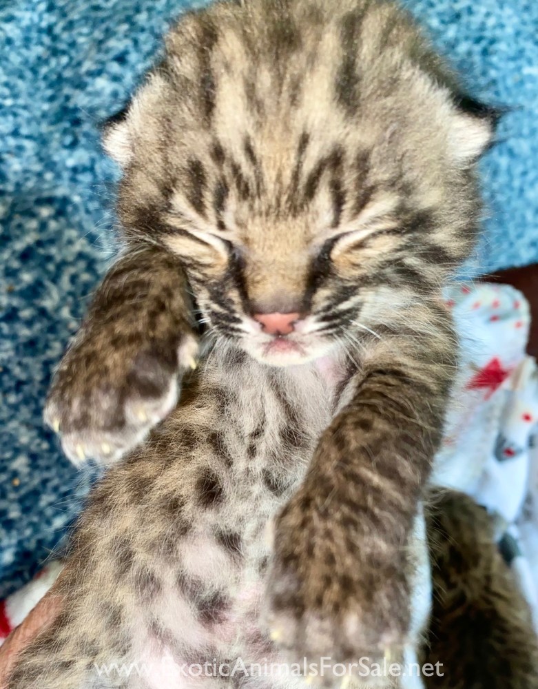 Bobcat kittens for Sale