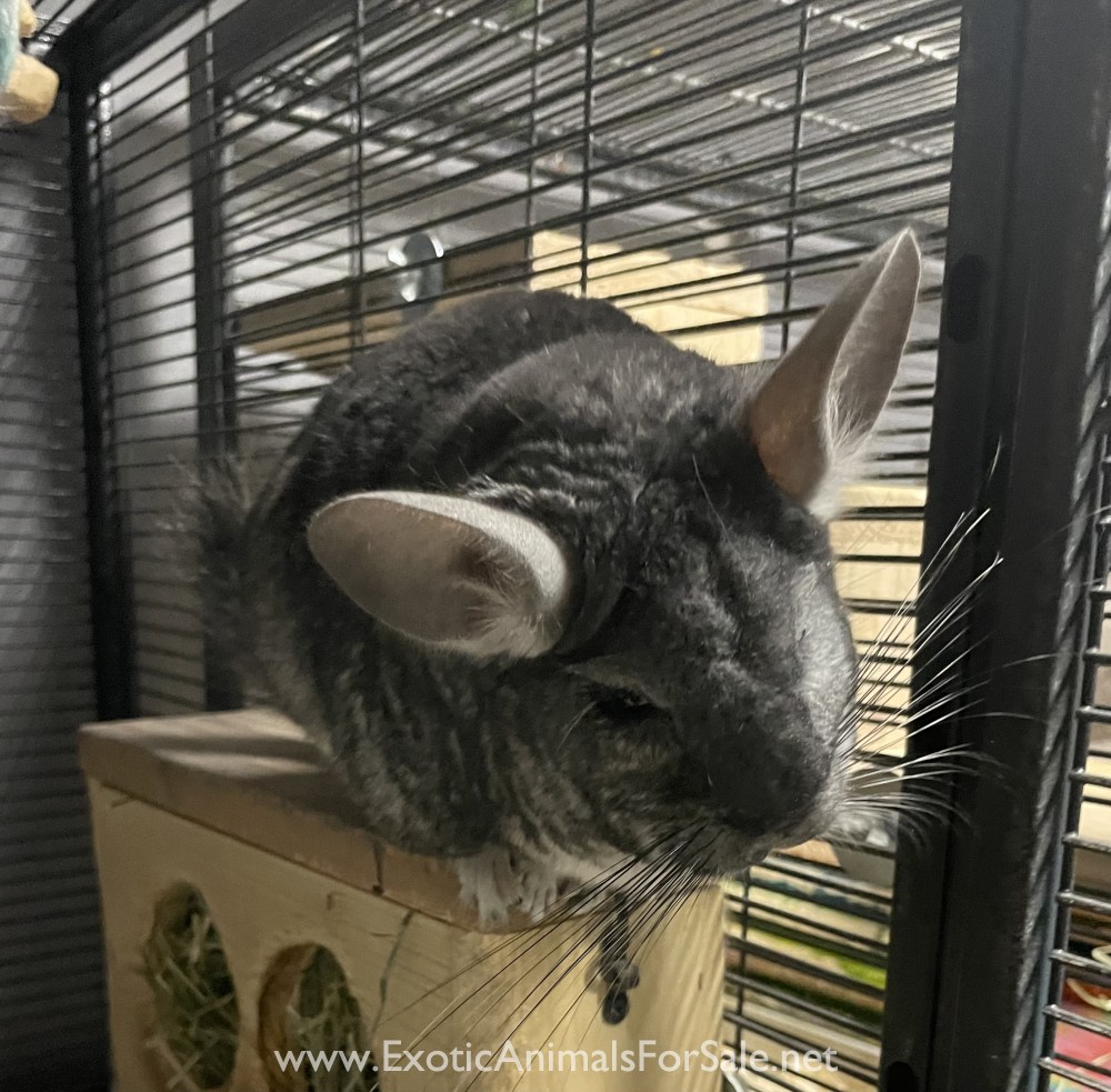 Chinchillas for sale for Sale
