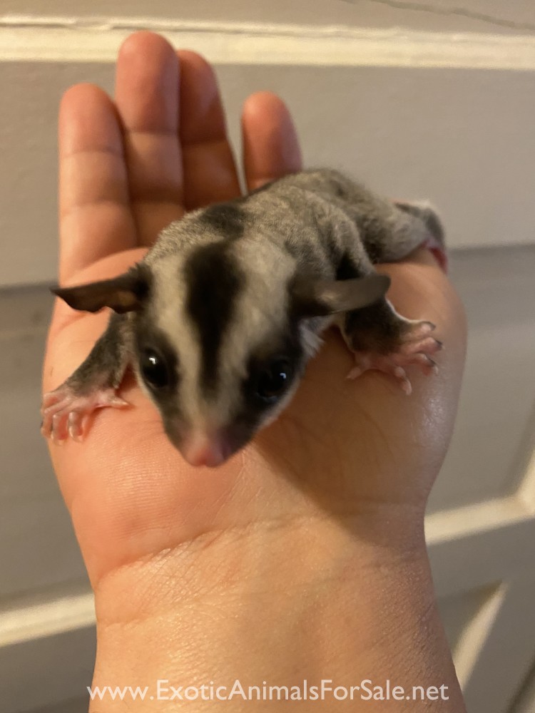 Sugar glider for Sale