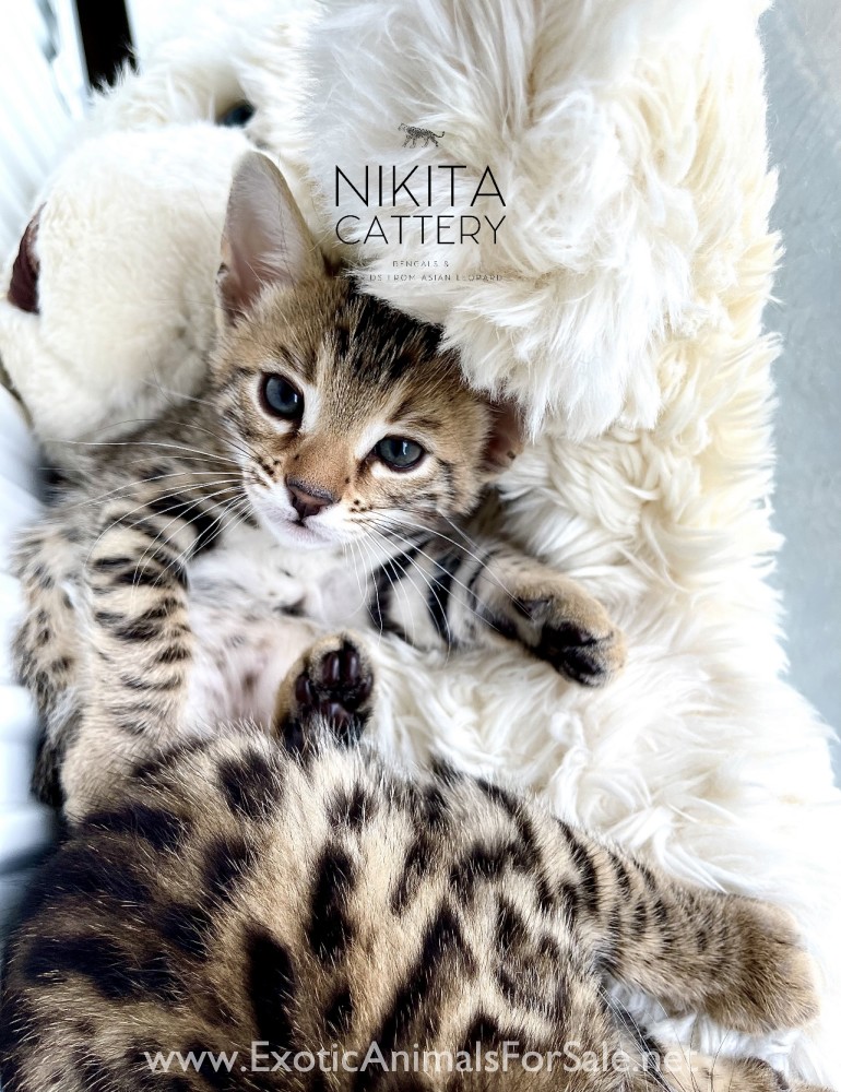 F2 hybrid cat Bengal G2 kittens, luxury pet EUROPE for Sale