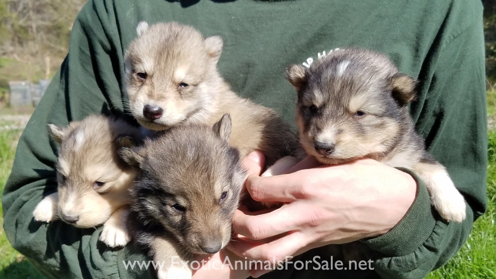 Wolf Hybrid Puppies for Sale