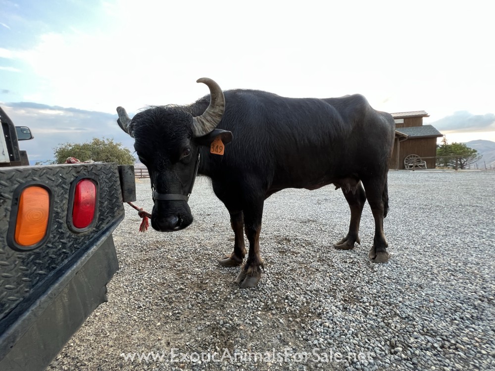 (SOLD)Milking water buffalo for Sale