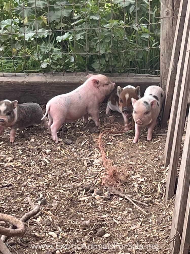 Pot Belly pigs for Sale