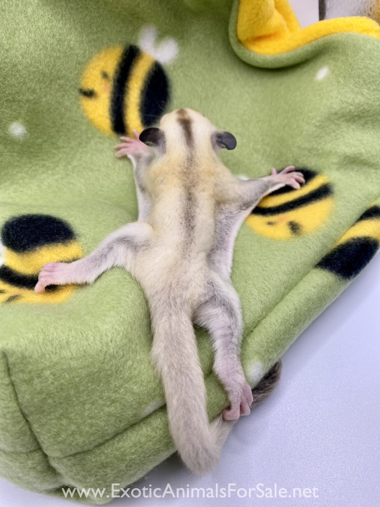 Platinum Sugar Glider Joey Male for Sale