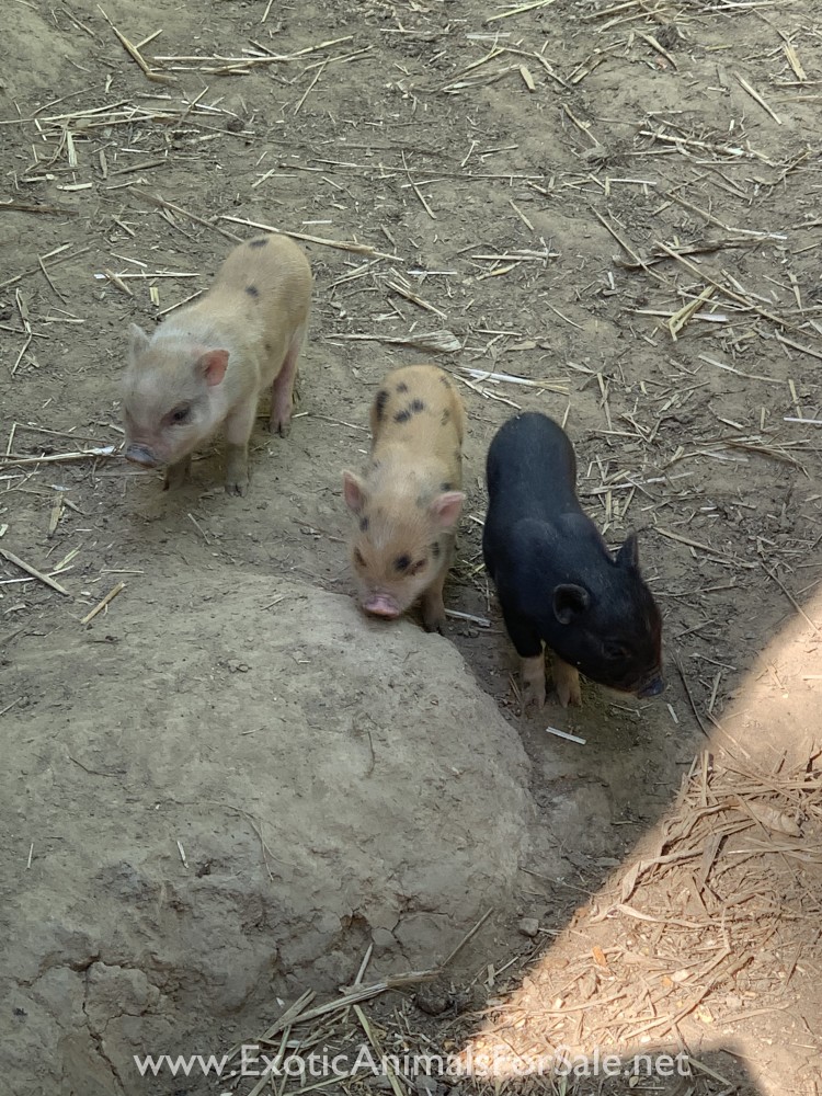 Mini pot belly pig for Sale