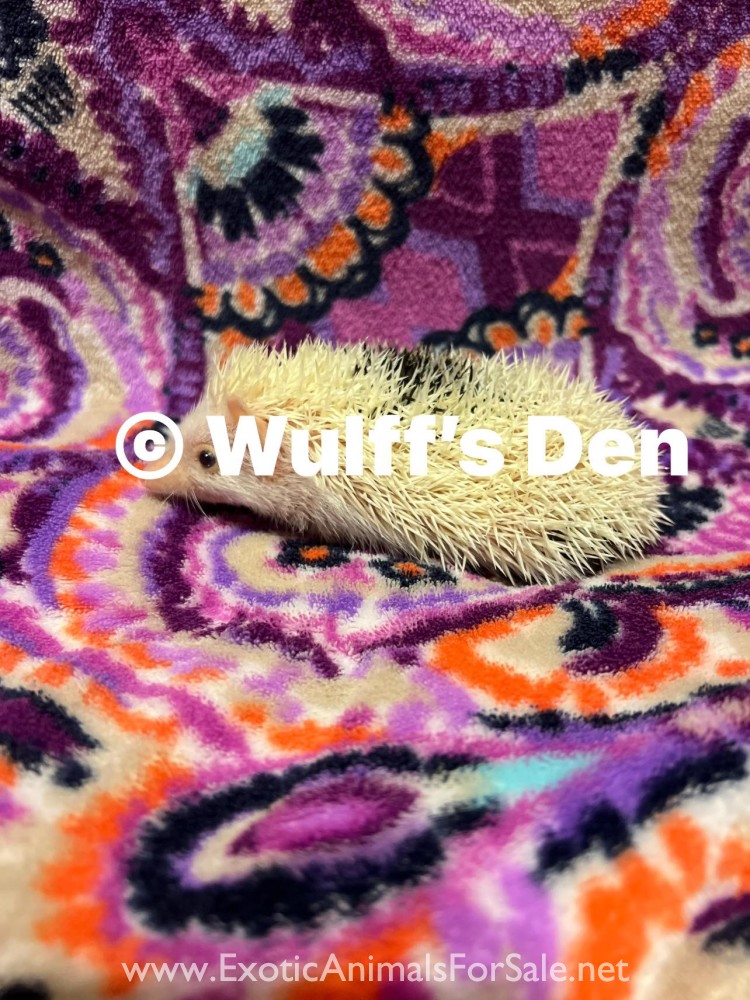 Baby Hedgehogs for Sale