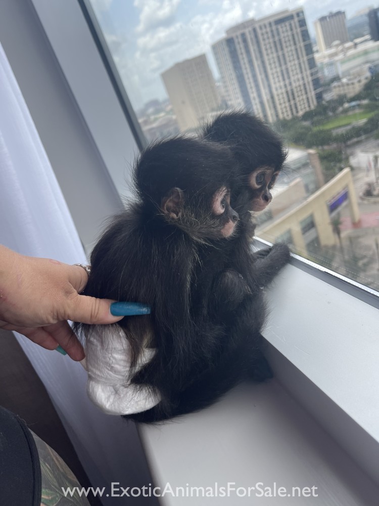 Spider Monkey for Sale