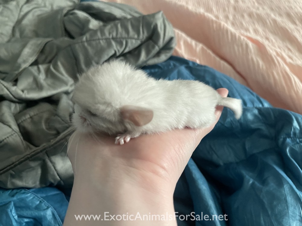 Pink white male chinchilla baby for Sale