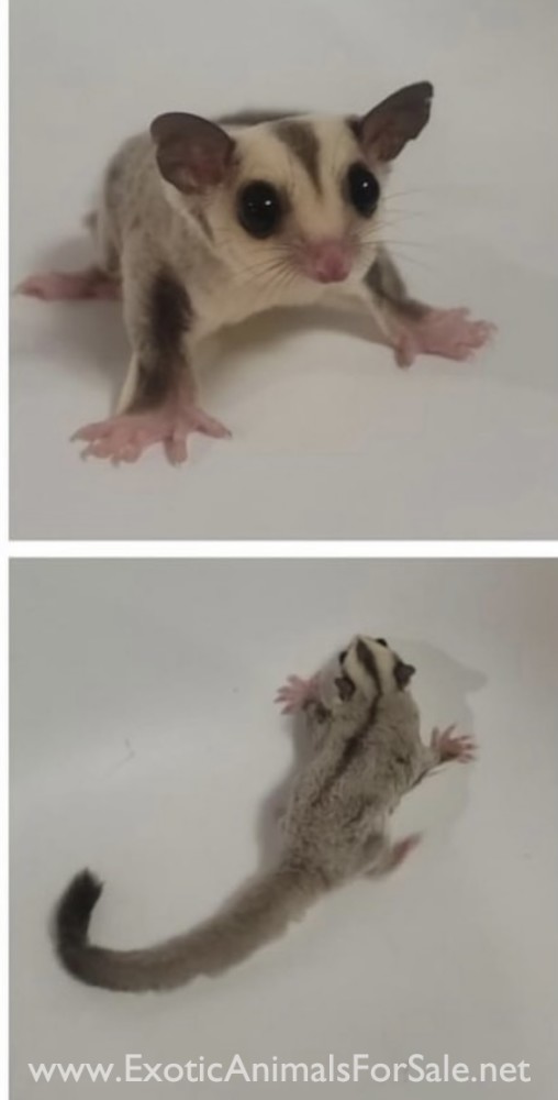 Sugar gliders for Sale