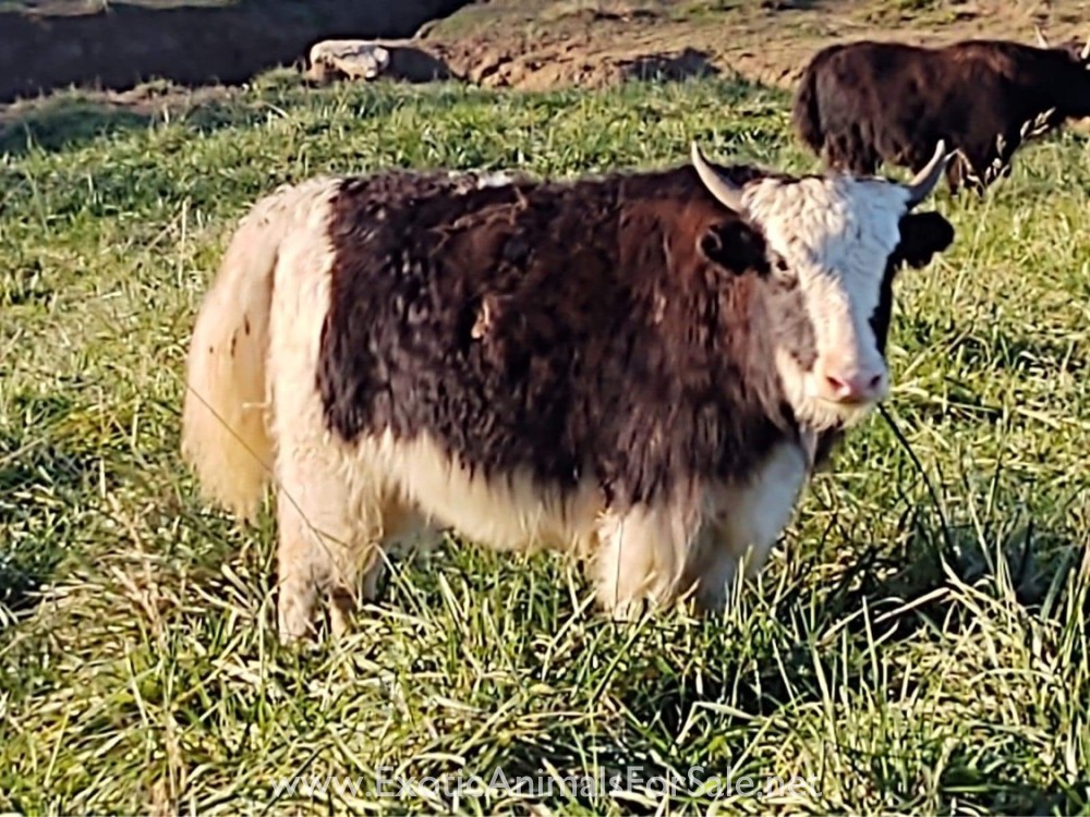Yak herd for Sale