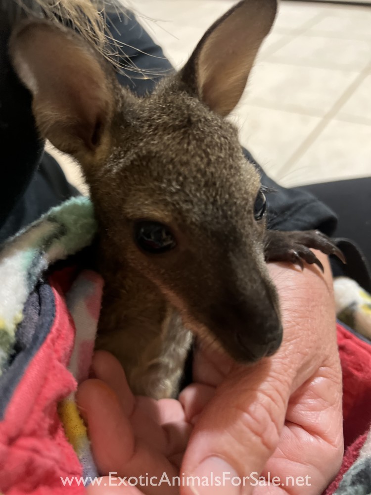 Male wallaby Joey for Sale