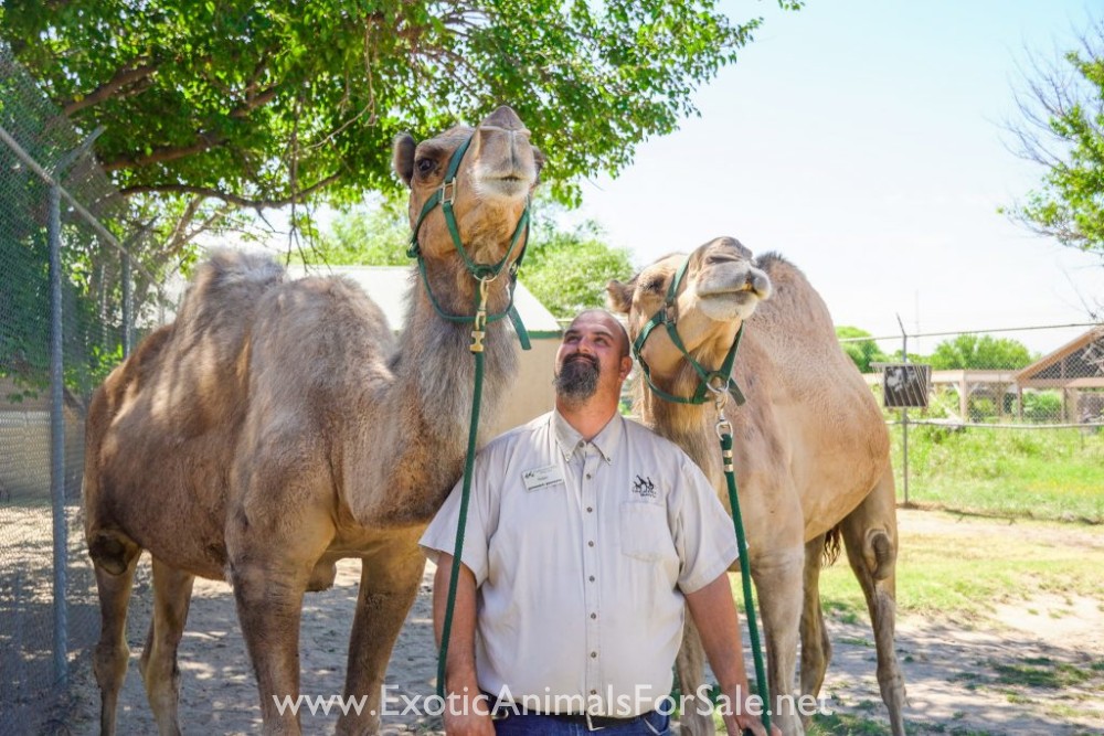Exotic Animal Auction