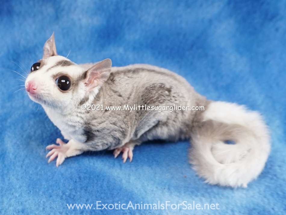 Sugar Gliders from a USDA Breeder for Sale