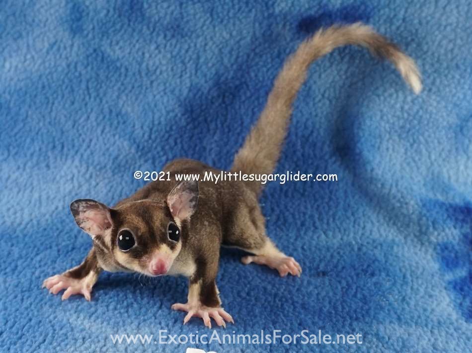 Sugar Gliders from a USDA Breeder for Sale