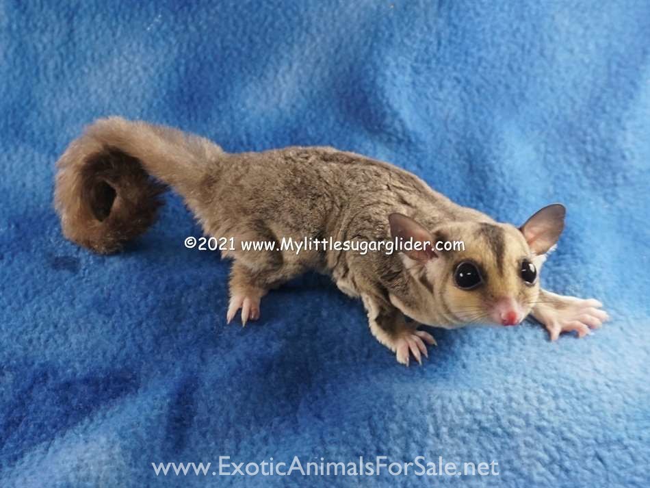 Sugar Gliders from a USDA Breeder for Sale