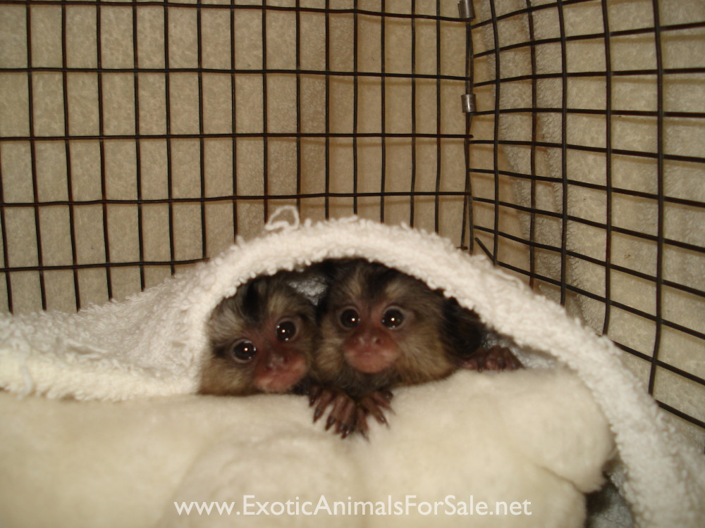 MARMOSET FOR SALE, POCKET MONKEY, AKA FINGER MONKEY. FINANCING