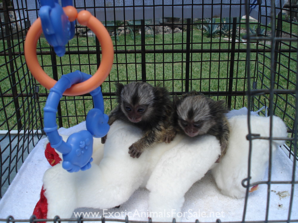MARMOSET FOR SALE, POCKET MONKEY, AKA FINGER MONKEY. FINANCING