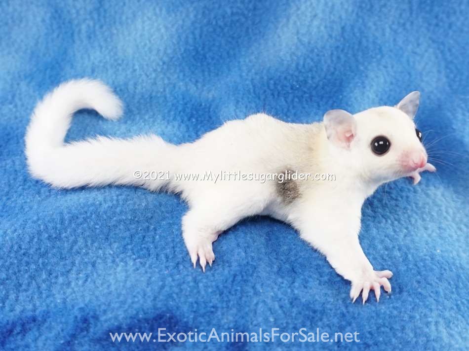 Sugar Gliders from a USDA Breeder for Sale