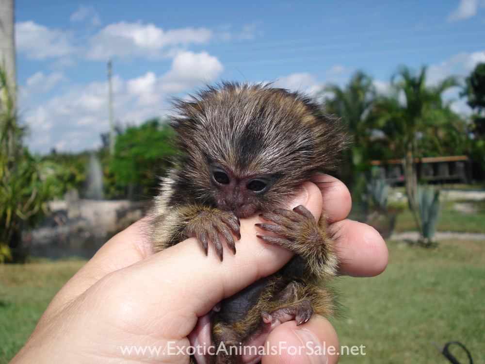 MARMOSET FOR SALE, POCKET MONKEY, AKA FINGER MONKEY. FINANCING