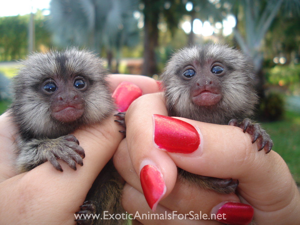 POCKET MONKEY, AKA FINGER MONKEY. MARMOSET FOR SALE. LARGEST BREEDER