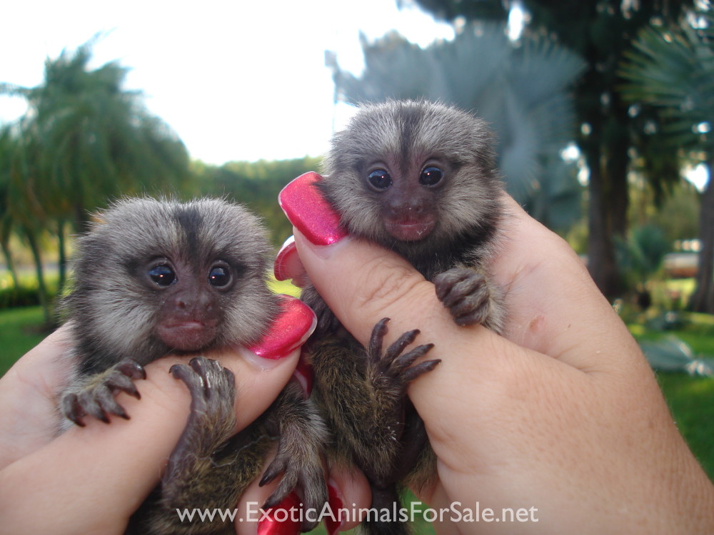 MARMOSET FOR SALE, POCKET MONKEY, AKA FINGER MONKEY. FINANCING