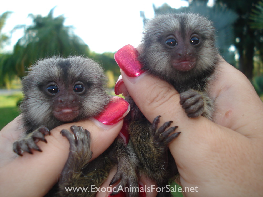 BABY MONKEY FOR SALE, POCKET MONKEY, AKA FINGER MONKEY. FINANCING AVAILABLE, LARGEST BREEDER for