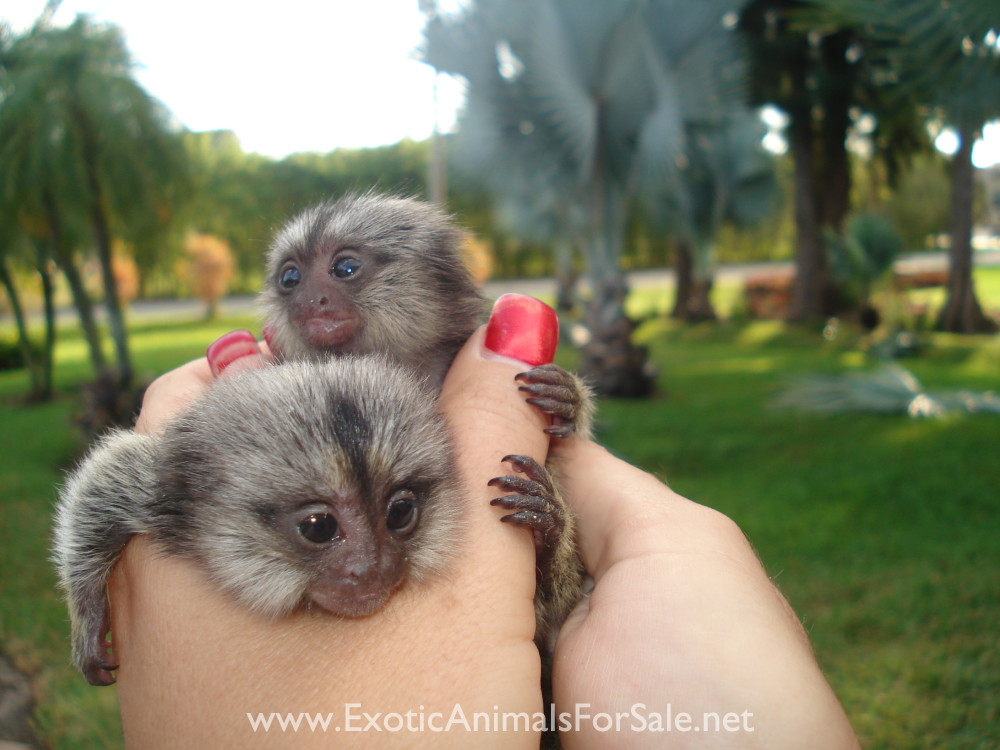 POCKET MONKEY AVAILABLE !! BABY MARMOSET. FINANCING AVAILABLE, DELIVERY