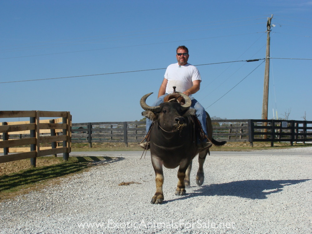 WATER BUFFALO FOR SALE, BROKE TO RIDE for Sale