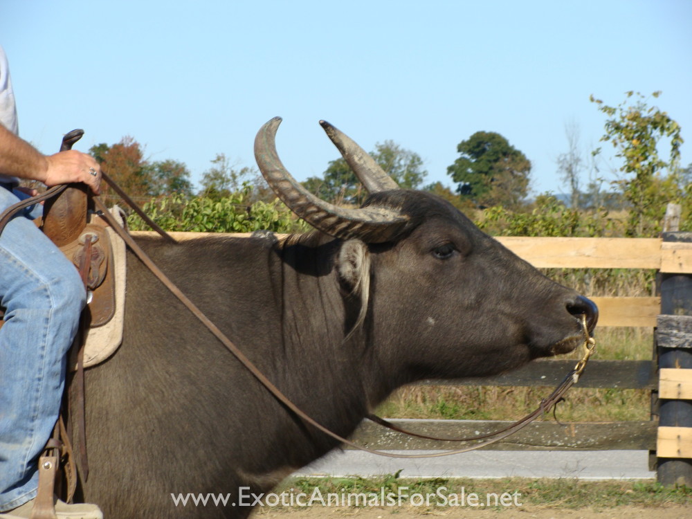 WATER BUFFALO FOR SALE, BROKE TO RIDE for Sale