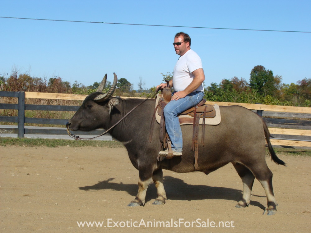WATER BUFFALO FOR SALE, BROKE TO RIDE for Sale