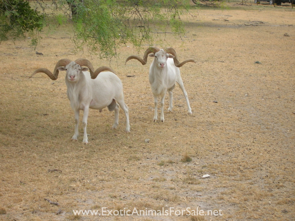 TROPHY TEXAS DALL RAMS for Sale