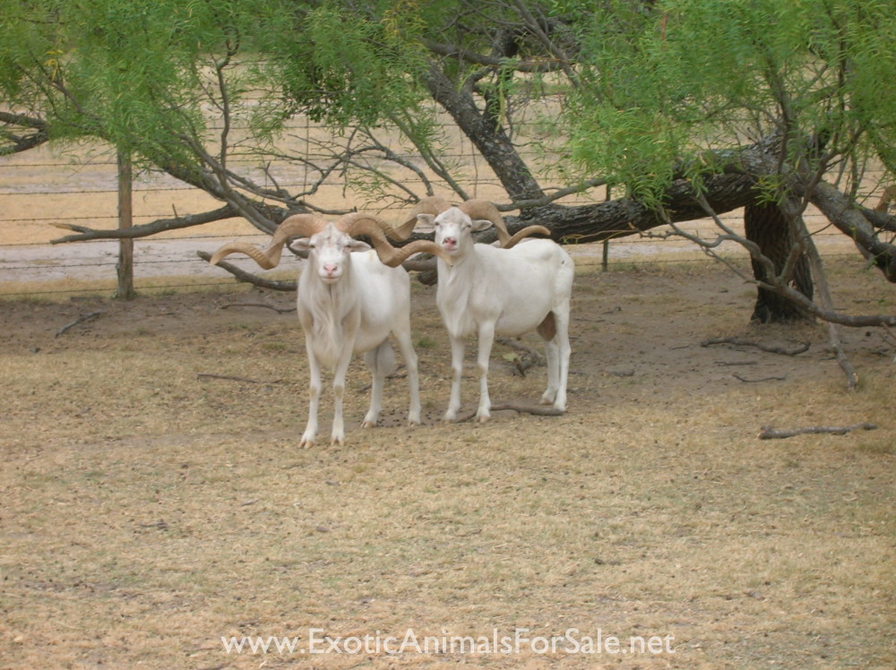 TROPHY TEXAS DALL RAMS for Sale