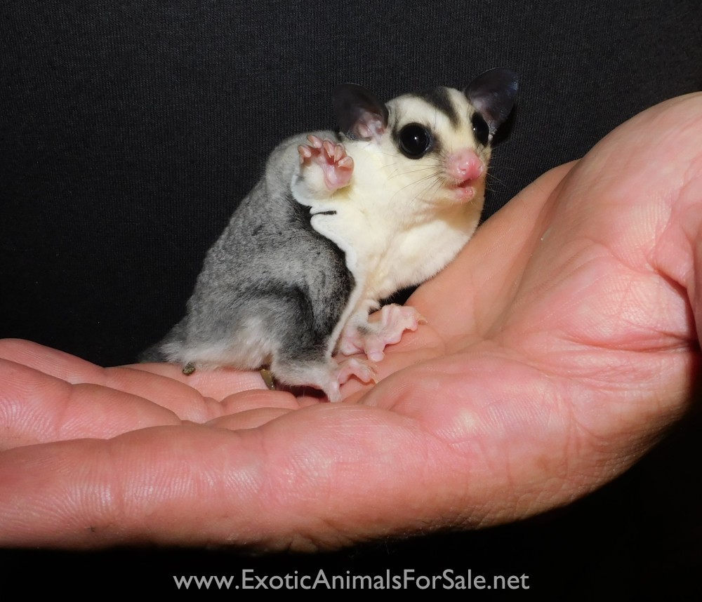 Sugar Gliders For Sale