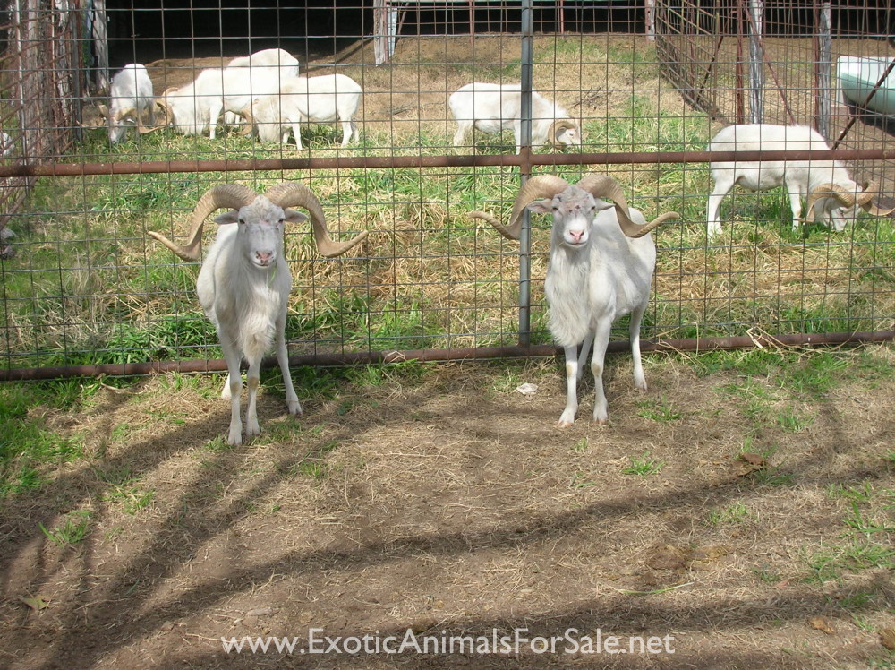 TROPHY TEXAS DALL RAMS for Sale