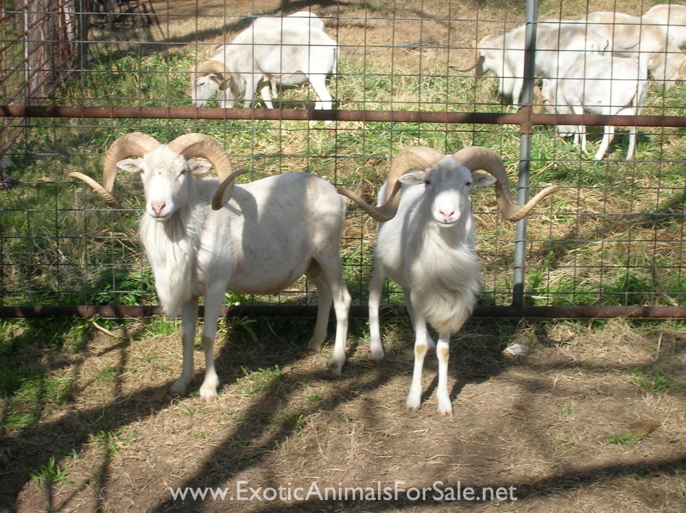 TROPHY TEXAS DALL RAMS for Sale