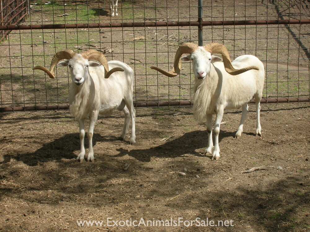 TROPHY TEXAS DALL RAMS for Sale