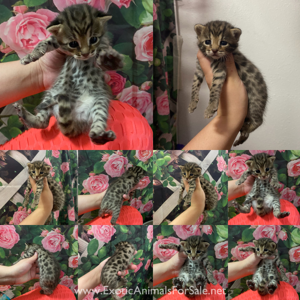 50 asian leopard cat for Sale