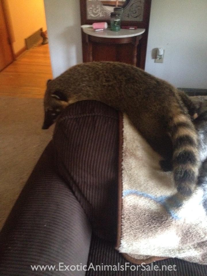 Pet Coatimundi for Sale
