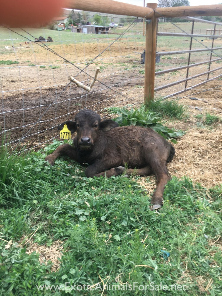 Water Buffalo for Sale