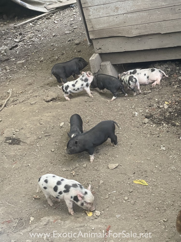 Baby pot belly pigs for Sale