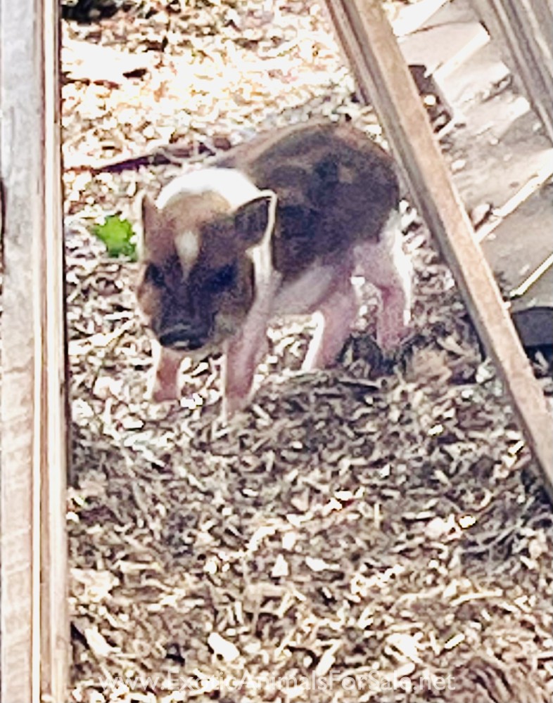 Pot Belly pigs for Sale