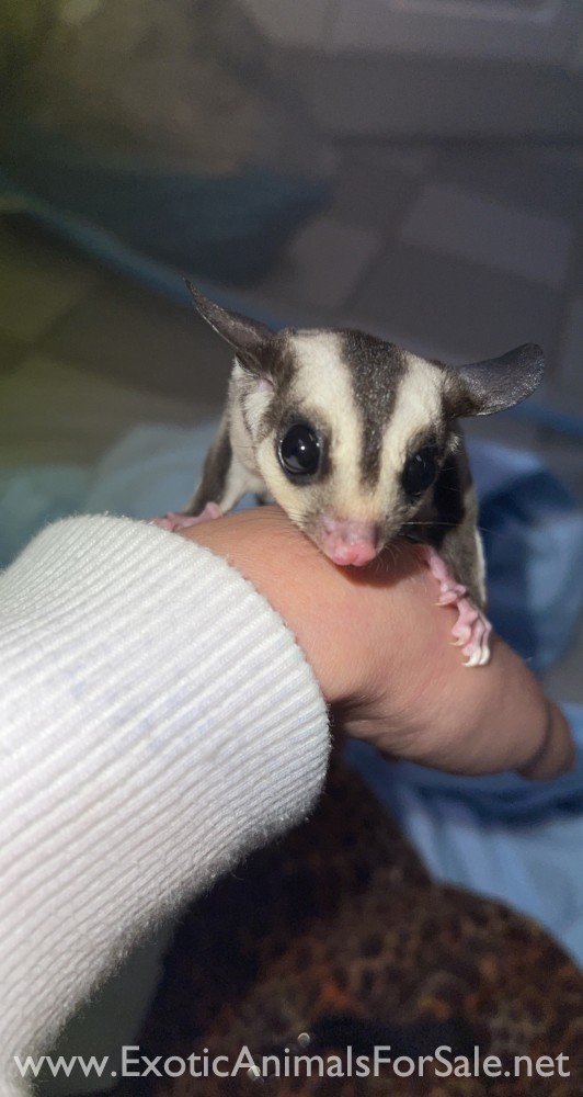 2 Sugar Glider Joeys! for Sale