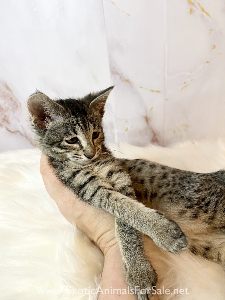 Female F3 Savannah kitten for Sale